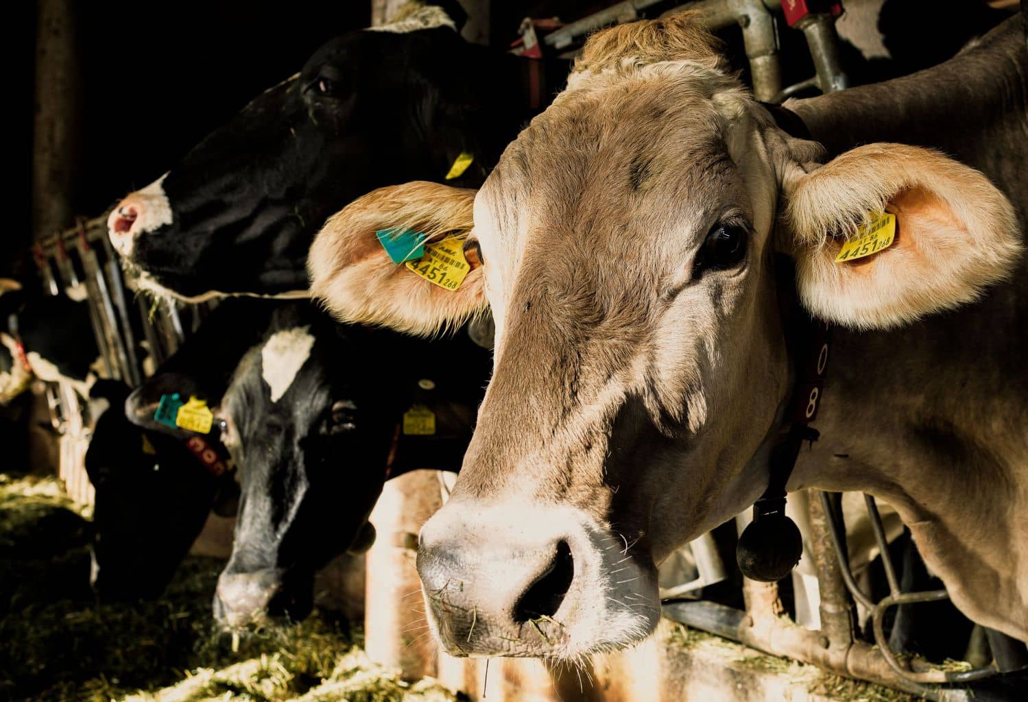 dairy-over-the-moon-with-solar-power-featured